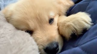 Living alone and just a happy life of a puppy