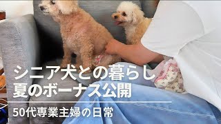 暮らしのvlog / シニア犬との暮らし / 主婦の朝昼ごはん / 夏のボーナス公開 / 犬のいる暮らし / 50代専業主婦の日常