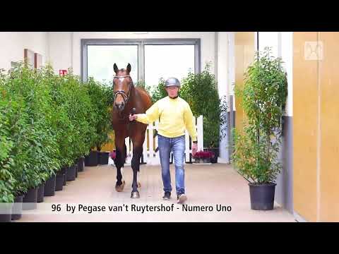 Junghengst *2022 von Pegase van't Ruytershof - Numero Uno | Sosath Hengste 2025