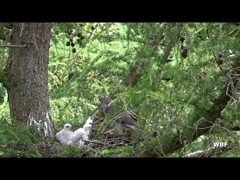 Sperber und Habicht - Zwei Greifvögel im Vergleich (Trailer zum Unterrichtsfilm)