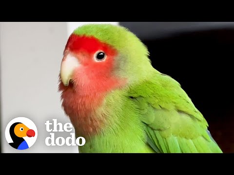 Girl Reunites Lost Lovebird With His Family | The Dodo