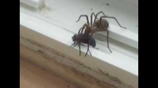 preview picture of video 'L'attaque d'une araignée contre une mouche !.MOV'