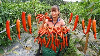 Harvesting Sweet Chili Go To Market Sell, 2 Year Building Farm | Phươn