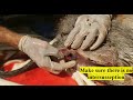 Equine Rectal Prolapse Prolapso Rectal Prolapso Retal Prolapsus Rectal मलाशय उभड़�