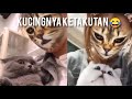 KUCING INI KAGET MELIHAT WAJAH PEMIILIKNYA KOMPILASI VIDEO LUCU