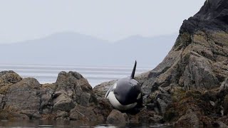 After This Orca Got Stranded, She Lay Crying For Hours  But How Rescuers Responded Incredible