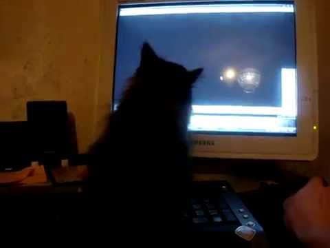 Видео для кошек на экране со звуком. Видео для кошек на экране со звуком. Котик с монитором. Кот экран гиф. Кошка паук.