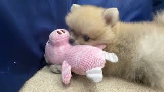 ポメラニアンの動画01