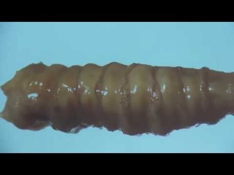 Jens Amendt - Made sucht Leiche