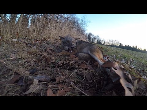 Trapping COYOTES and Other Predators
