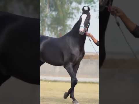 Stallion Bharat Ratan #marwarihorse #marwaristallion #trending #video