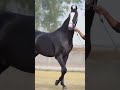 Stallion Bharat Ratan Marwarihorse Marwaristallion Trending Video