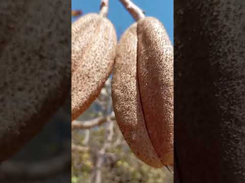 TERAPIA GRÁTIS :CAMINHANDO PELO CERRADO DE BALDIM #terapiagratis #saudemental #cerrado