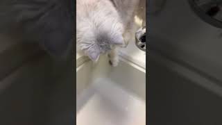 ペルシャ猫のペル君 #17