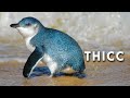 Fairy Penguins are Thicc