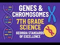 🔬 Genes & Chromosomes Explained! | How Traits Are Inherited | 7th Grade Science