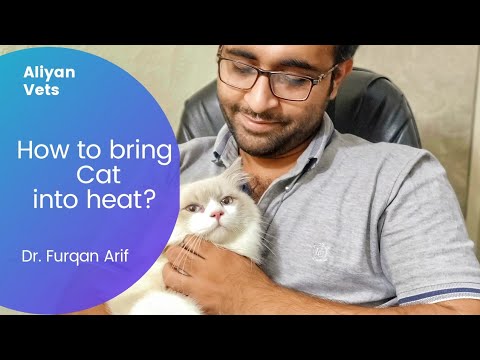 How to bring cat into heat | Aliyan Veterinary Hospital Lahore