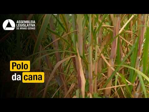 CANA-DE-AÇÚCAR | Projeto de polo mineiro avança para votação