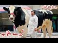 Rana Dairy Farm | HF Cows And Breeders | Big 50+ Milker cows | Jani Best | 26 May 2024