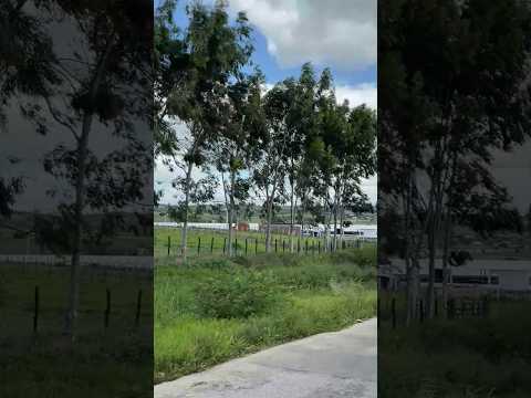 Jurema Pernambuco Brasil