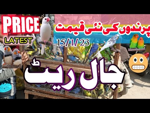 jaal update| lalukhet Bird Market|15/1/2023|latest update|