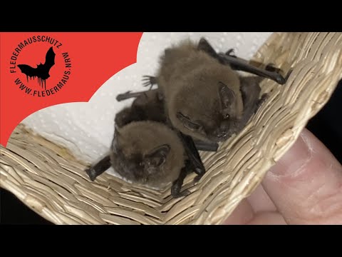 Fledermaus NRW - Auswilderung 7 Zwerge 11 08 24