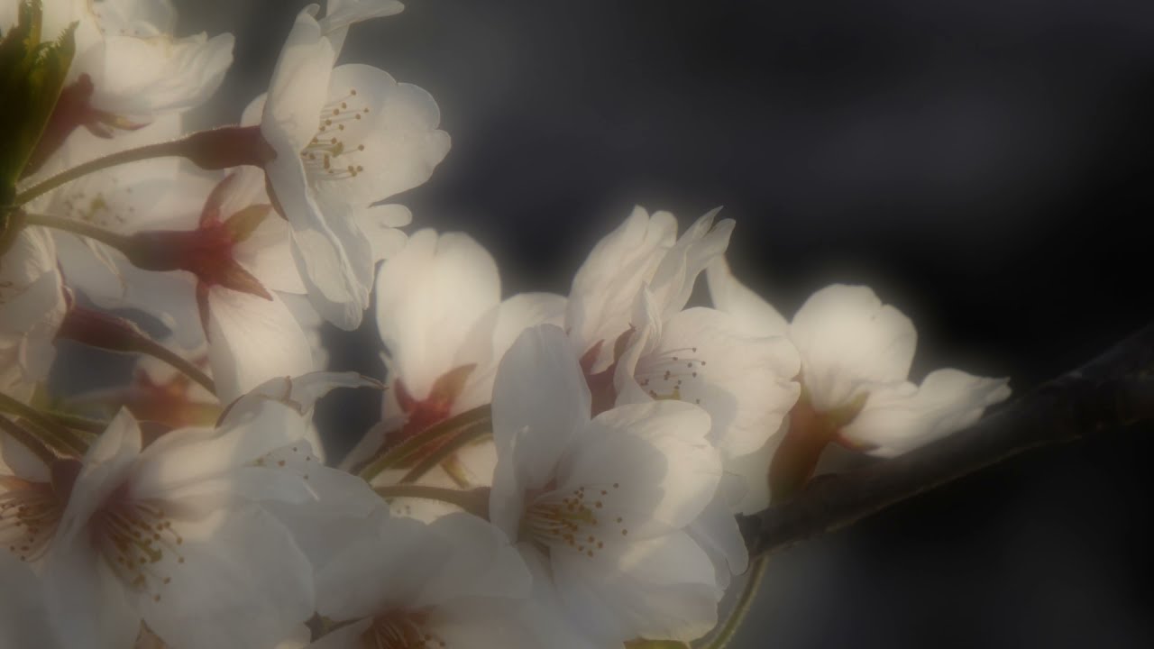 桜/Janne Da Arc    -Another Ver.-