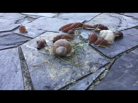 Time lapse - slugs and snails