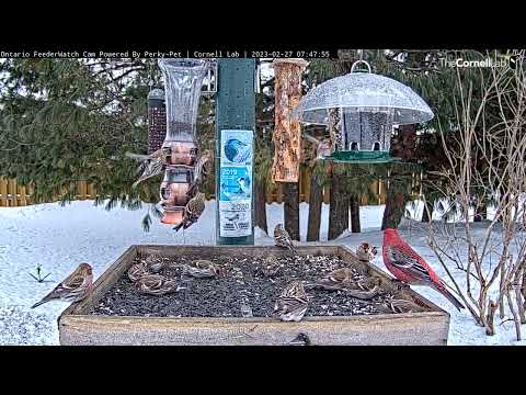 An Amazing Finch Display in Ontario—Redpolls Galore! February 27, 2023