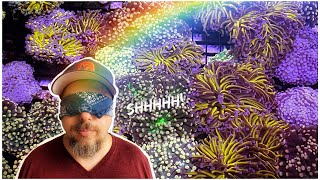 Nick’s Super Secret Aussie Coral Supplier - High End Torches, Hammers and More LPS!