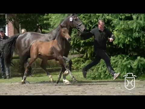 HEI147 Stutfohlen von Sandro Boy - Caretino - Athlet Z