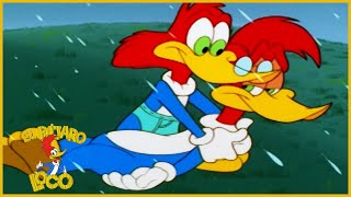 El Pajaro Loco en Español | Dia Del Padre | Dibujos Animados en Español El Pajaro Loco en Español | Dia Del Padre | Dibujos Animados en Español
