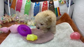ハーフ犬の動画01