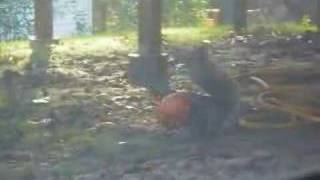 Squirrel with Pumpkin Helmet!