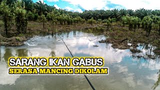 Download lagu MENEMUKAN SARANG IKAN GABUS YANG KELAPARAN || CASTING GABUS FULL STRIKE mp3 Download lagu MENEMUKAN SARANG IKAN GABUS YANG KELAPARAN || CASTING GABUS FULL STRIKE mp3