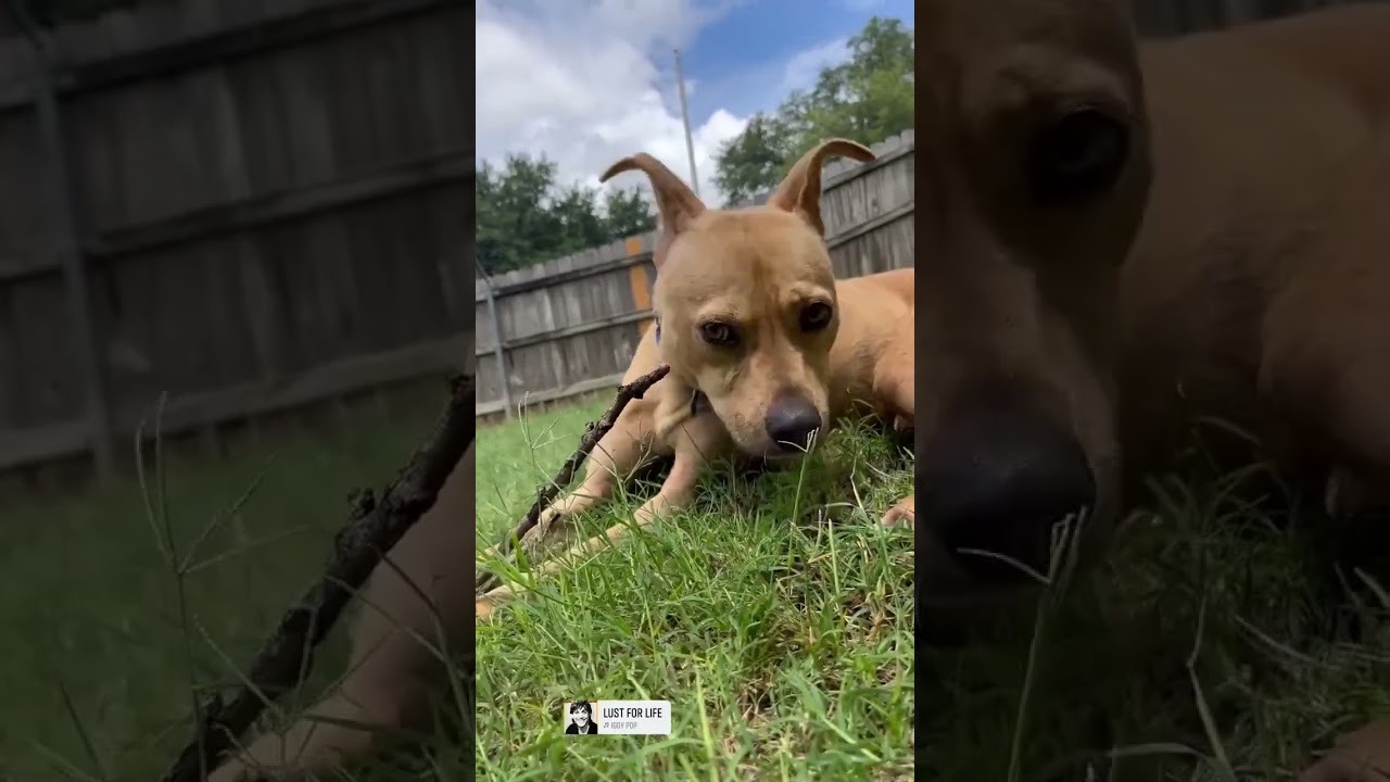 Linus, a ADOPTABLE mixed breed in Austin, TX video 3/6