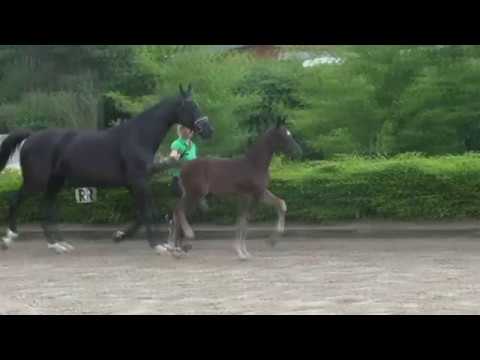 "Fürst Henry" - HF 2017 v. Fürst William x Sandro Hit