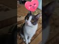 Cute котики лелик Cats Piwik