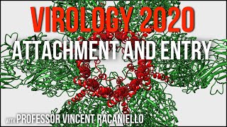 Virology Lectures 2020 #5: Attachment and Entry