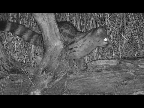Djuma: Genet on the hunt - 23:10 - 04/12/19
