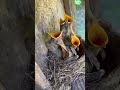 Baby Birds Eaten By Snake RIP