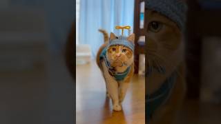 僕ドラえもんぶらん🐈お散歩行くにゃ🐈　#かわいい #cat #もんちゃん #cute #猫動画 #ねこ #ネコ #猫好きさんと繋がりたい #元野良猫 #保護猫 #賢い猫 #猫の散歩 #ドラえもん