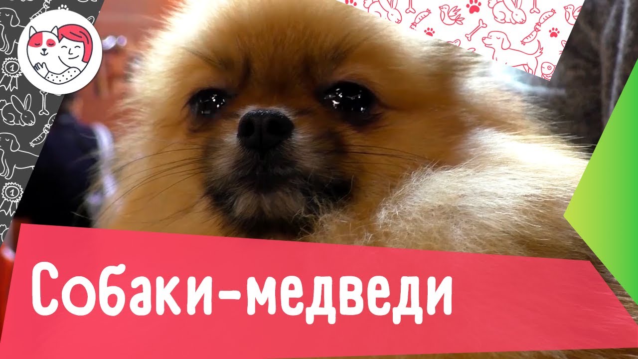5 пород собак с внешностью медведя