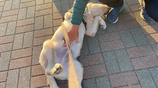 I'm worried about the golden retriever, which is too defenseless