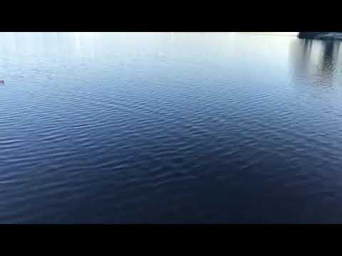 02. Lyson Twitter Video - Safer Bet [30.10.2019]