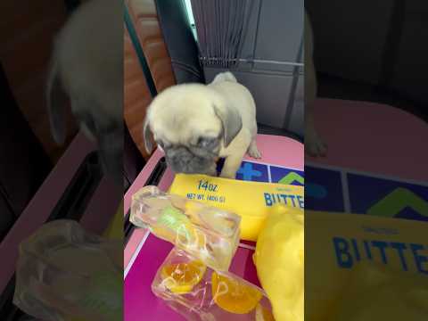 Troquinha com a minha pug