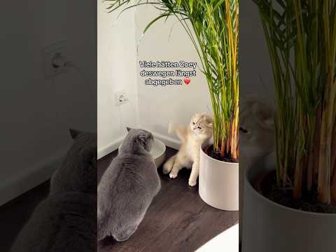 Arme Maus 💔 #katzenvideos
