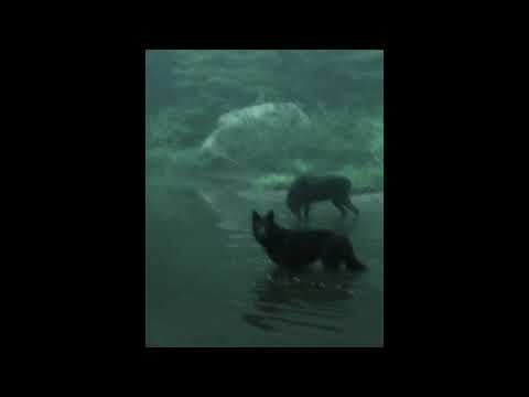 [free for profit] post punk + goth type beat - "wolf"