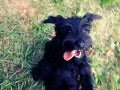 I Cuccioli Di Gina E Gegia Scorrazzano Nel Pratone
