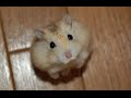 Милые Веселые Хомячки! / Funny Hamster 2015 